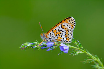 Macro shots, Beautiful nature scene. Closeup beautiful butterfly sitting on the flower in a summer garden.

