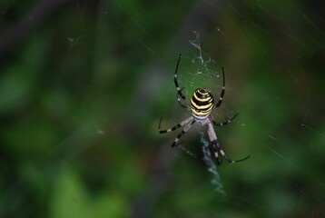 Argiope Bruennichi, Orb-web Wasp Spider