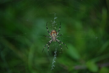Argiope Bruennichi, Orb-web Wasp Spider