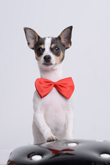 chihuahua  gracioso con pajarita 