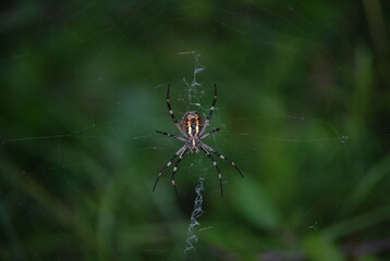 Argiope Bruennichi, Orb-web Wasp Spider