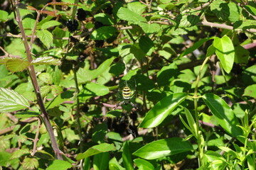 Argiope Bruennichi, Orb-web Wasp Spider
