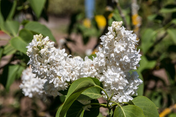 White flowers in the middle of the wildflower meadow