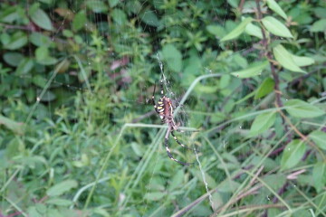 Argiope Bruennichi, Orb-web Wasp Spider