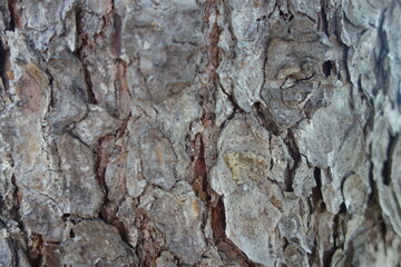 北海道の木の表面（壁紙用）