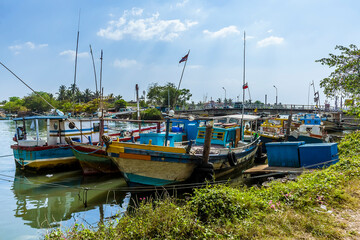 Naklejka na ściany i meble The fishing fleet in Negombo, Sri Lanka moored on the banks of the lagoon