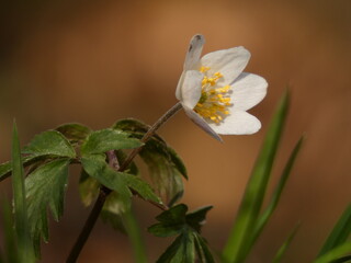 Wood anemone (Anemone nemorosa) - early-spring flower known as windflower, Poland