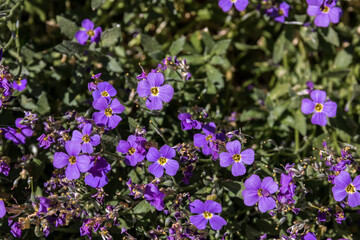 Violet flowers in the middle of the wildflower meadow