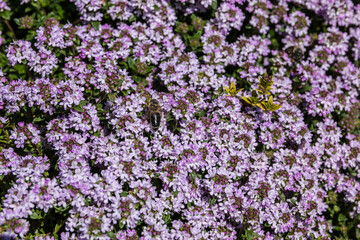 Obraz premium Bee on a violet flower in the middle of the wildflower meadow