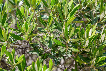 Green tree Olea Europaea of the family Oleaceae