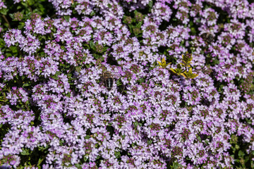 Bee on a violet flower in the middle of the wildflower meadow