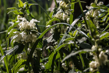 Obraz premium White blossoms of deadnettles on the green meadow