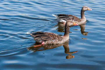 Greylag Goose (Anser anser) in park, Germany