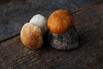 Seasonal forest porcini mushrooms on rustic background, close-up
