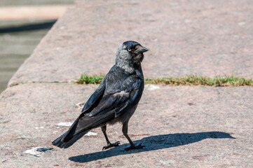 Western Jackdaw (Corvus monedula) in park, Husum, Schleswig-Holstein, Germany