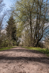 Fototapeta na wymiar Muddy woodland path through the green countryside