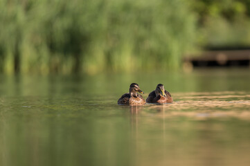 ducks on the lake