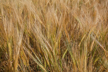 Close-up, ears of ripe cereals, wheat