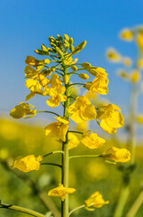 Rapeseed (Brassica napus), also known as rape, oilseed rape. Blooming rapeseed and blue sky in the background.