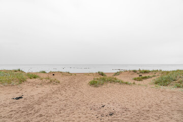 Wet sand and grass on seashore