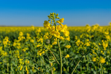 Rapeseed (Brassica napus), also known as rape, oilseed rape. Blooming rapeseed and blue sky in the background.