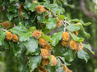 Zahlreiche stachelige Hüllen mit eingeschlossenen Bucheckern hängen an Ästen der Rotbuche.
