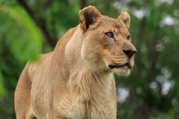 Lioness (Panthera leo) portrait