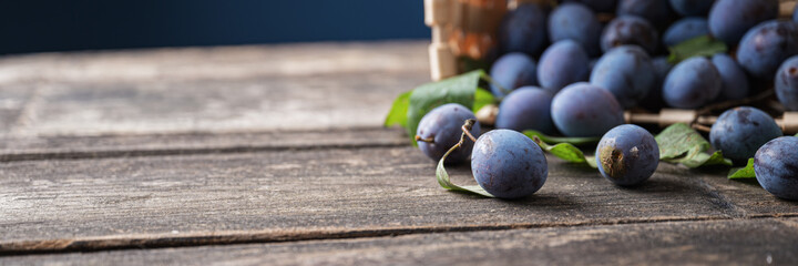 Fresh juicy homegrown plums scattering out of a basket on rustic wooden boards with copy space on the left side of an image