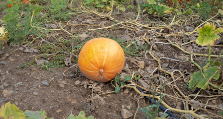 Big yellow pumpkin growing in the garden