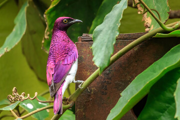 Violet Backed Starling (Cinnyricinclus leucogaster)