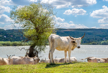 White cow with long horns standing by the river