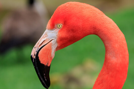 American Flamingo (Phoenicopterus ruber)