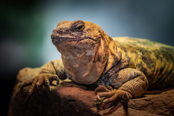 Mexican Beaded Lizard (Heloderma horridum) portrait