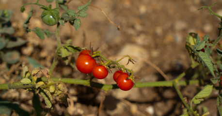 Ripe organic tomatoes in garden ready to harvest