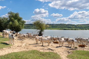 Herd of white cows with long horns resting by the river. Livestock living freely iin the nature. Organic farming.