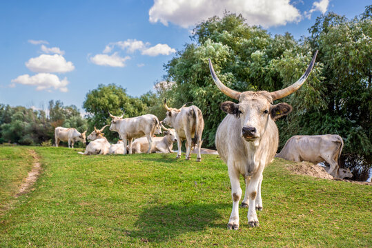 White cow with long horns standing on a green grass
