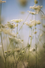 Beautiful white wildflowers on a summer day. Vegetation of alpine meadows in summer.