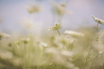 Beautiful white wildflowers on a summer day. Vegetation of alpine meadows in summer.