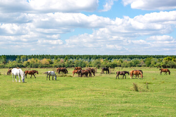 Herd of white and brown horses grazing freely on a large meadow