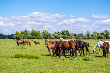 Naklejka na ściany i meble Herd of brown and white horses grazing in a green meadow on a sunny day.