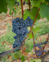 Fototapeta premium carignano del sulcis grapes ready for harvest