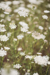Beautiful white wildflowers on a summer day. Vegetation of alpine meadows in summer.