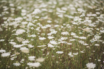Obraz na płótnie Canvas Beautiful white wildflowers on a summer day. Vegetation of alpine meadows in summer.