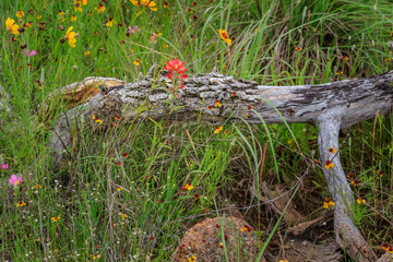 Wildflowers and dead trees in the Wichita Mountains Wildlife Refuge