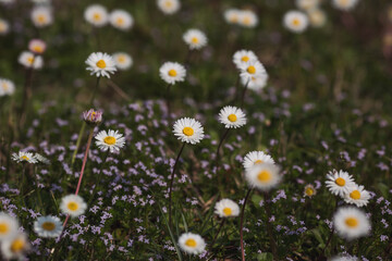 Meadow of daisy flowers or bellis perennis. beautiful white wildflowers on a summer day. Vegetation of alpine meadows in summer.