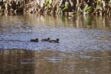 Familia de patos