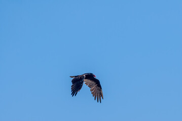 Turkey Vulture (Cathartes aura) in Piedras Blancas, California, USA