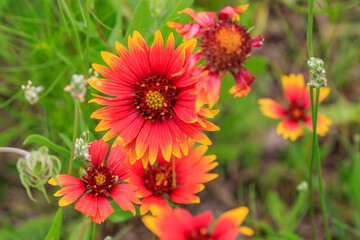 Indian Blanket (Gaillardia pulchella) in the Wichita Mountains Wildlife Refuge of SW Oklahoma