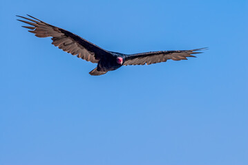 Turkey Vulture (Cathartes aura) in Piedras Blancas, California, USA