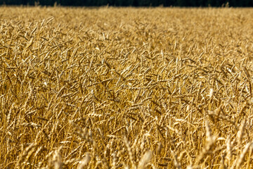 Wheat field in the evening rays of the setting sun. Organic food concept.